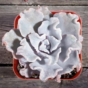 2-inch Echeveria Crispate Beauty