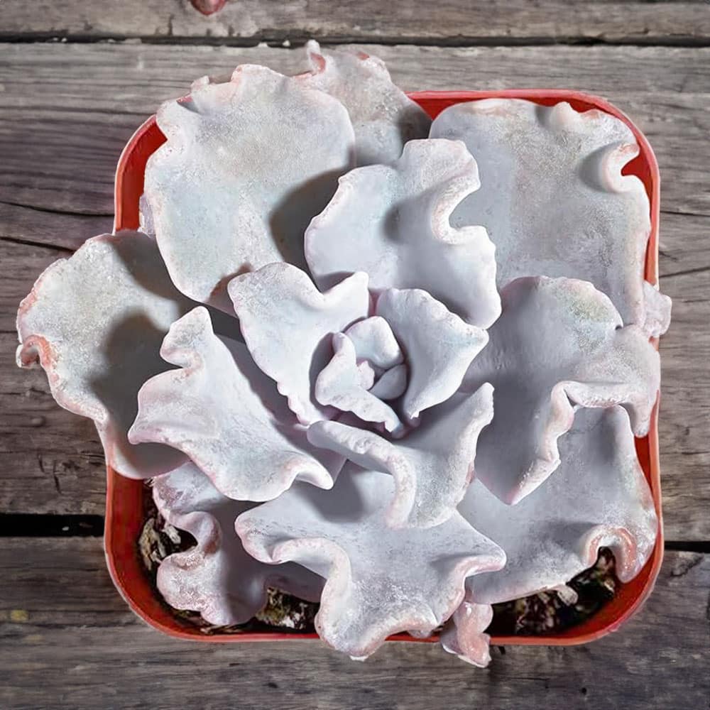 2-inch Echeveria Crispate Beauty