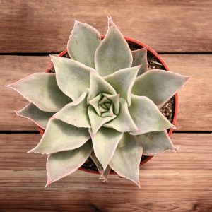 2-inch Echeveria Madiba