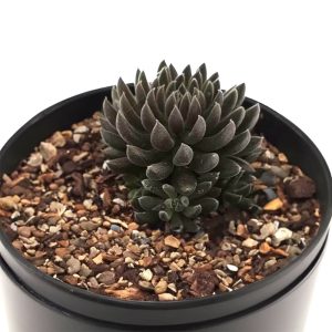 1-inch Echeveria Yunnanensis Black