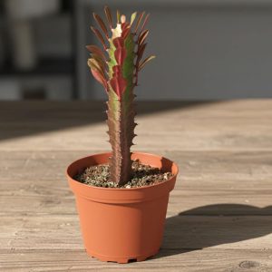 2-inch Euphorbia Trigona Red