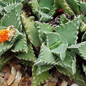 1-inch Faucaria Tuberculosa Tiger Jaws