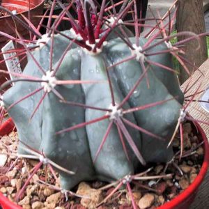 2-inch Cactus Peninsulae