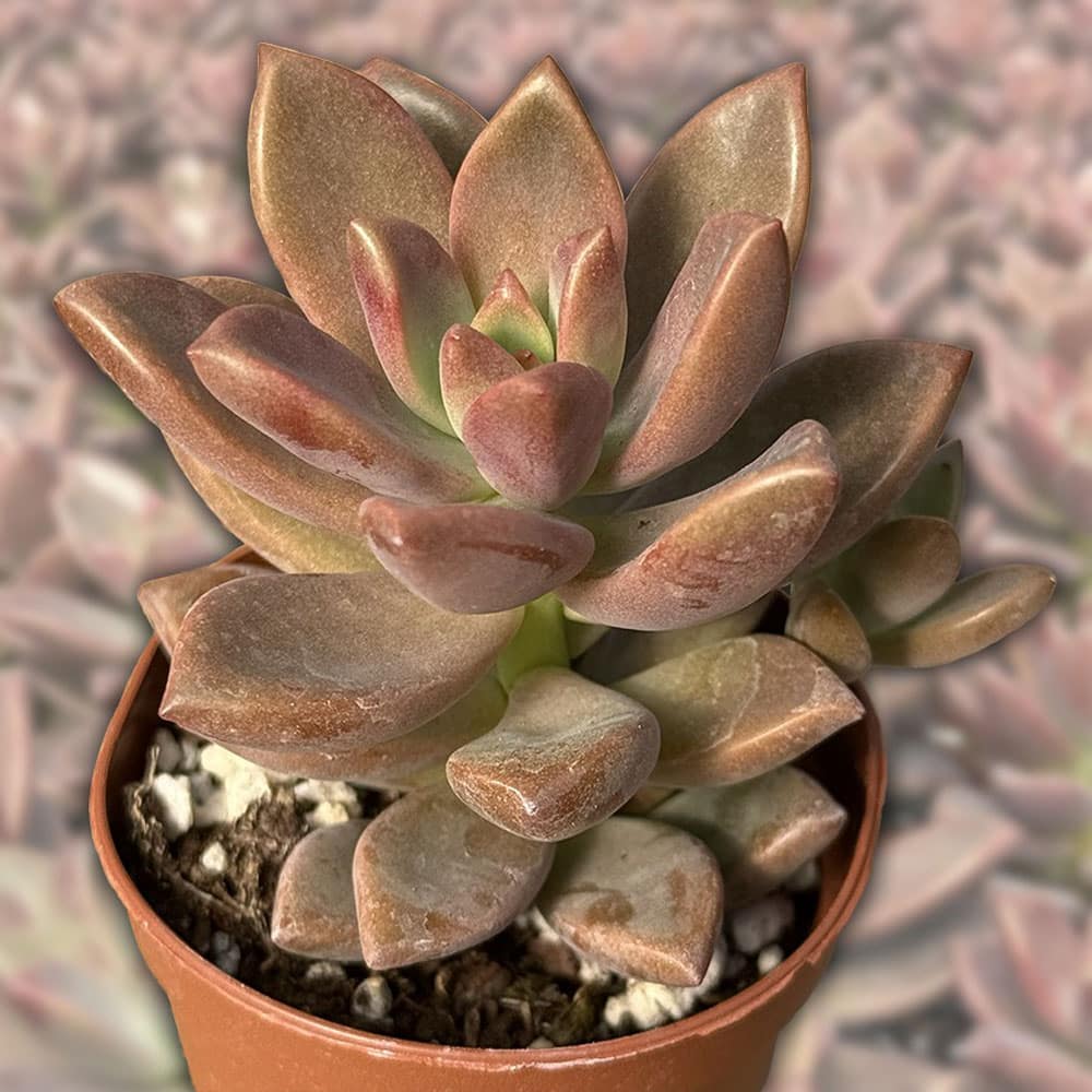 1-inch Graptosedum Vera Higgins