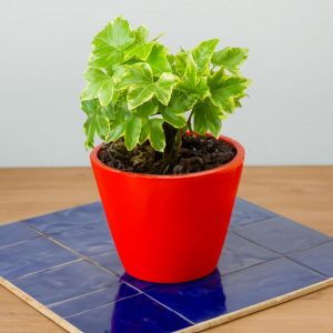 2-inch Hedera Gold