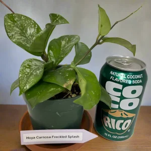 Rare Hoya Carnosa Freckled Splash in a 4-inch pot.