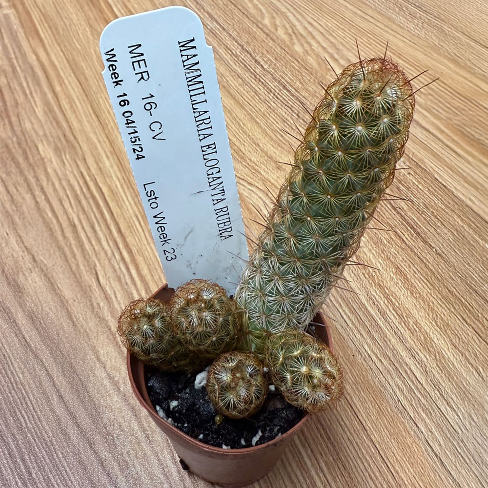 2-inch Mammillaria Elongata Rubra