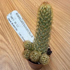 2-inch Mammillaria Elongata Yellow