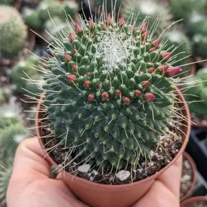 2-inch Mammillaria Mammillaris