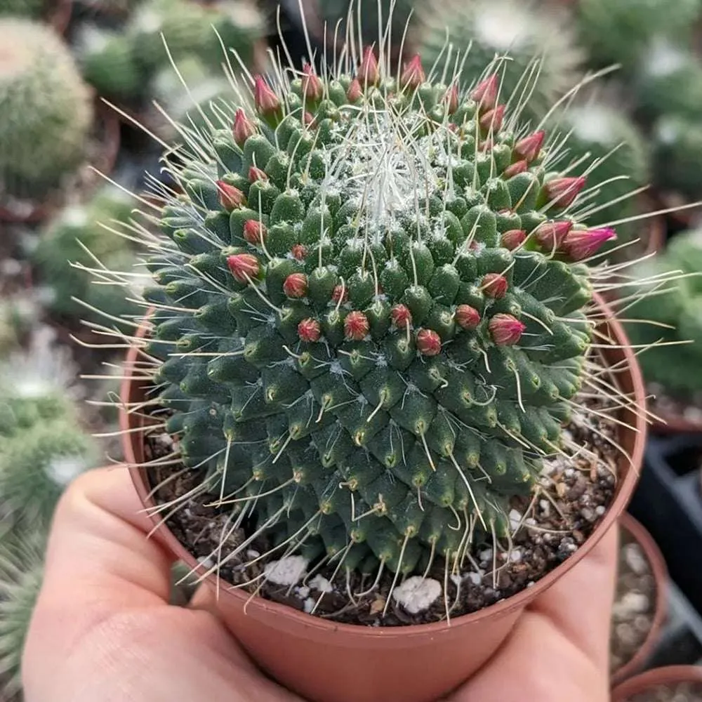 2-inch Mammillaria Mammillaris