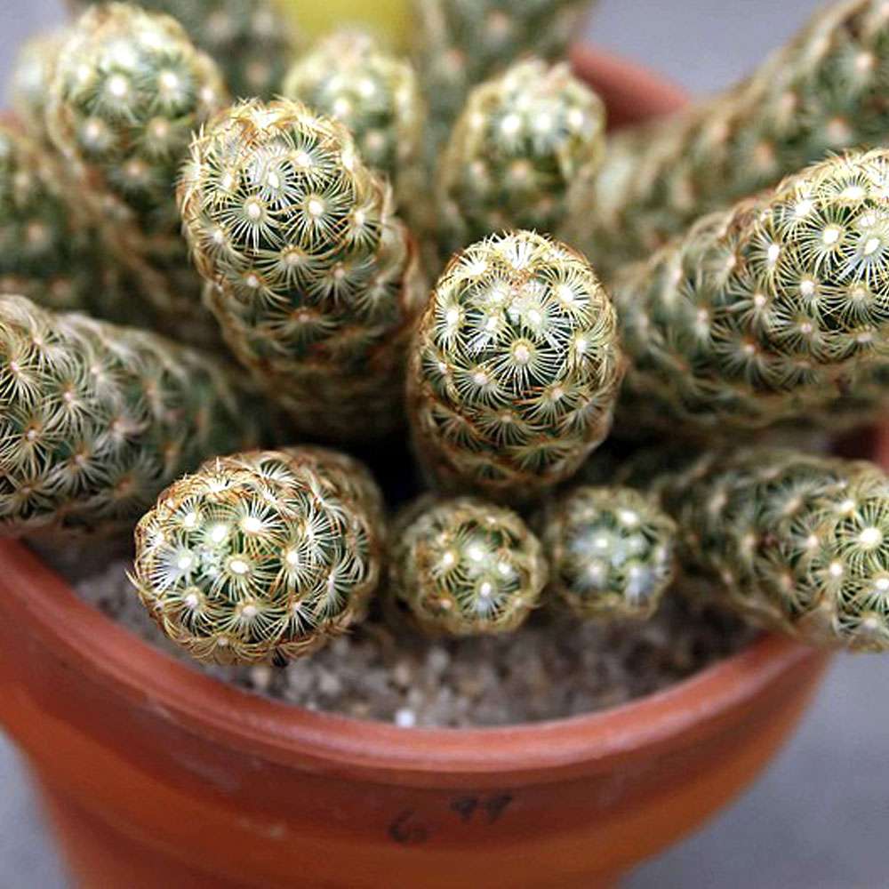 2-inch Mammillaria Elongata