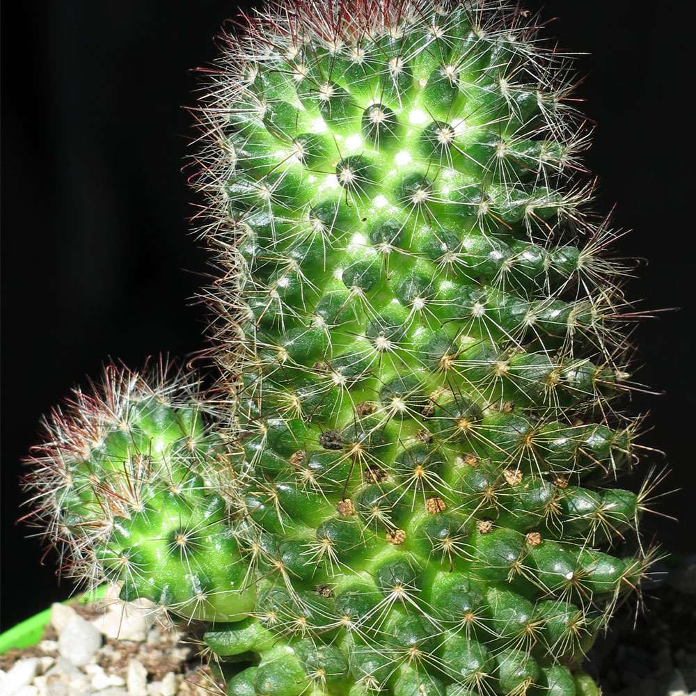 2-inch Mammillaria Zeilmanniana