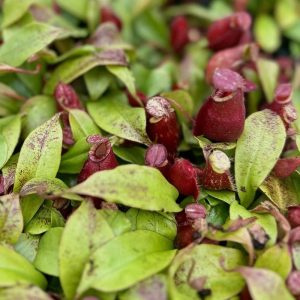 2-inch Nepenthes Ventricosa X Ampullaria Black Miracle