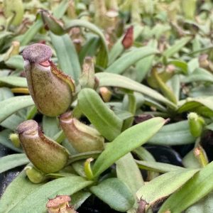 Nepenthes Albomarginata 45 pack