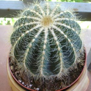 2-inch Parodia Magnifica