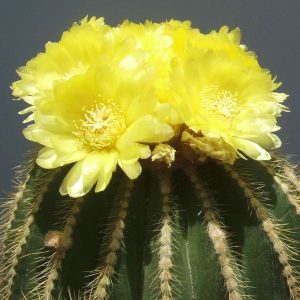2-inch Cactus Warasii