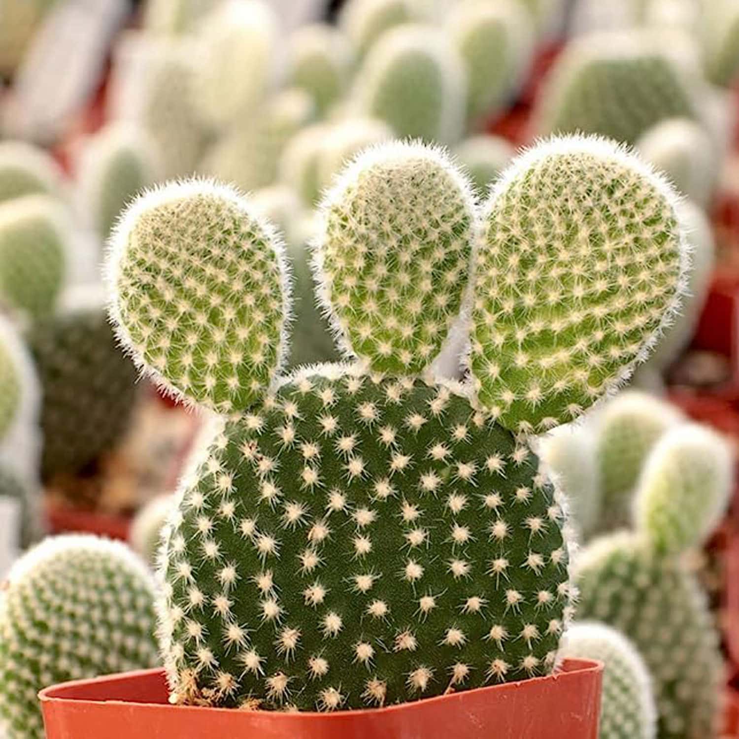 2-inch Opuntia Alvispina