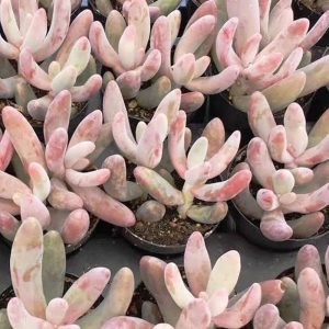 2-inch Pachysedum Ganzhou