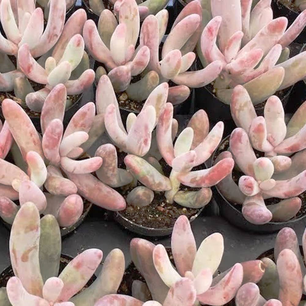 2-inch Pachysedum Ganzhou