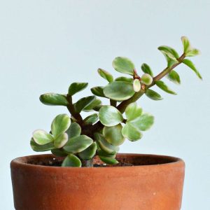 2-inch Portulacaria Variegated