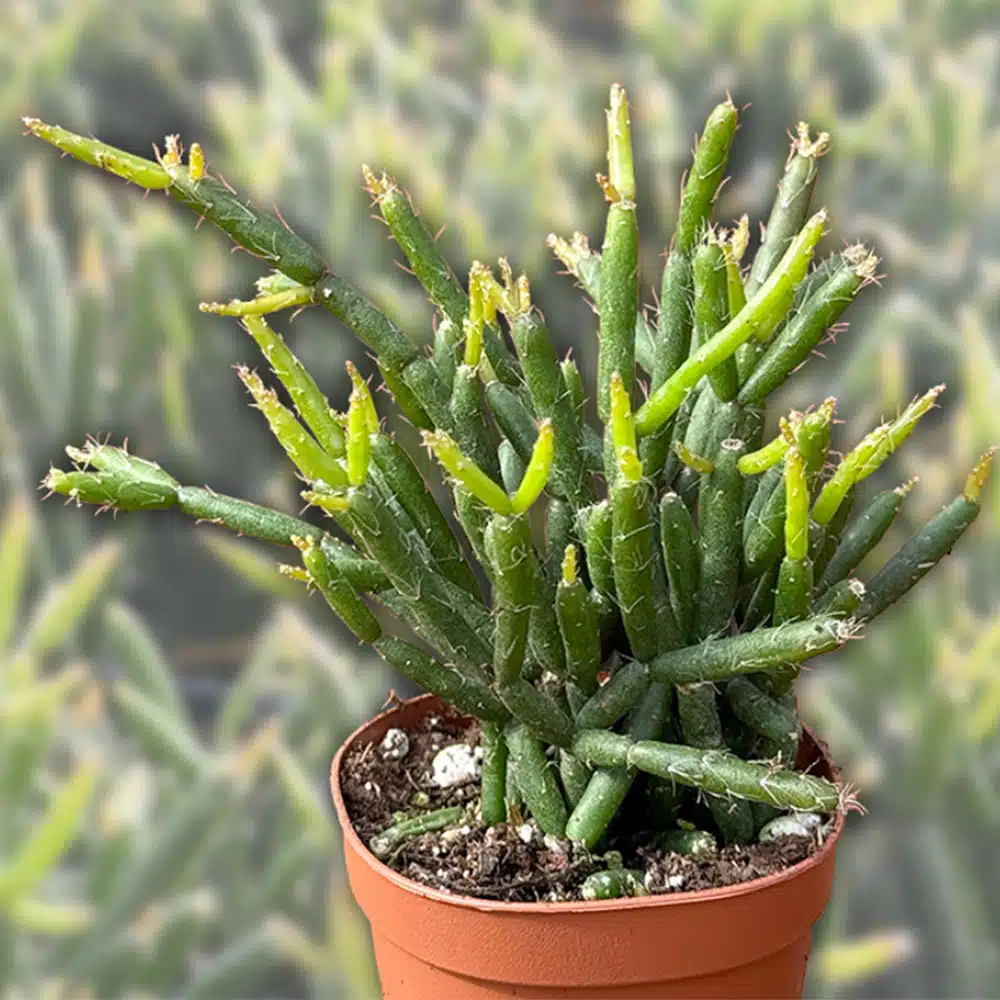 2-inch Rhipsalis Burchelli