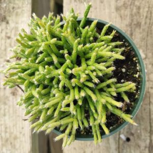 2-inch Rhipsalis Cereuscula