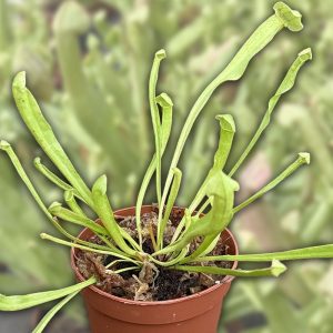 2-inch Sarracenia Barba Green