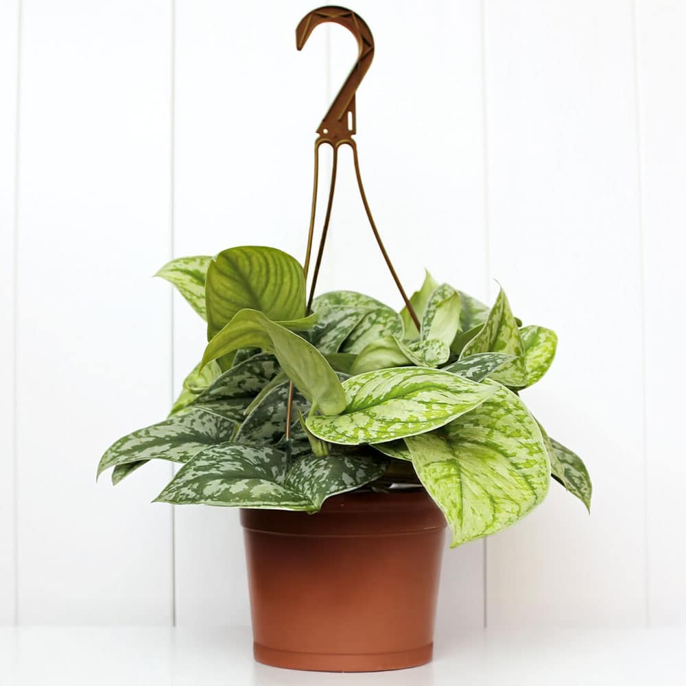 4-inch Silver Splash Scindapsus