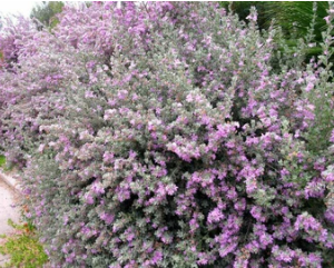 TEXAS SAGE – LIVE PLANTS