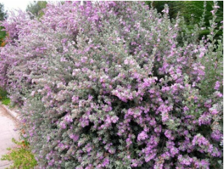 TEXAS SAGE – LIVE PLANTS