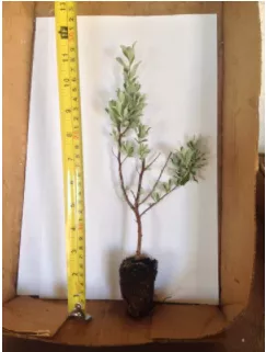 TEXAS SAGE – LIVE PLANTS - Image 2