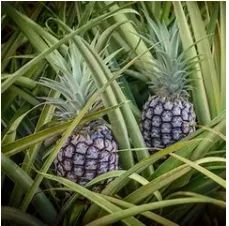 6 WHITE JADE PINEAPPLE – LIVE PLANTS