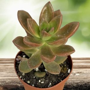 2-inch Sedum Ruby Glow Hybrid
