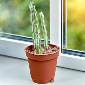 2-inch Senecio Stapeliiformis “Pickle Plant”