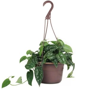 4-inch Silvery Ann Scindapsus