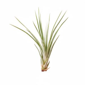 Tillandsia Fasciculata Jumbo