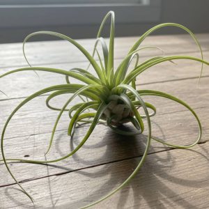 Tillandsia Medusae Jumbo