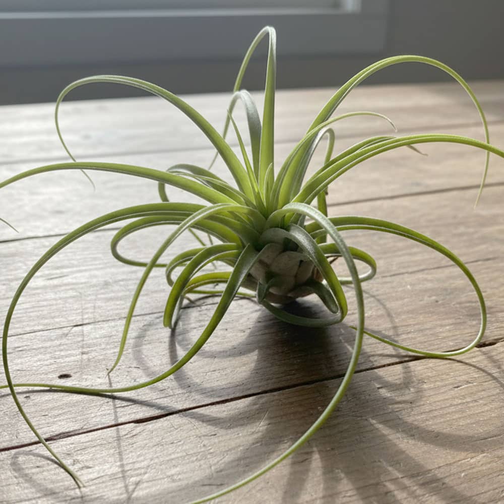 Tillandsia Medusae Jumbo