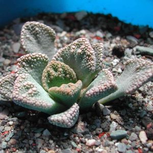 1-inch Titanopsis Calcarea