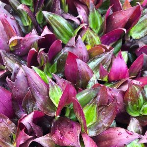 2-inch Tradescantia Wandering Jew Red