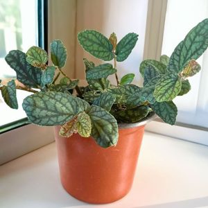 2-inch Polynesian Ivy Watermelon Vine Pellionia