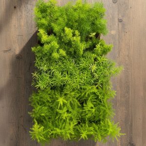 2-inch Asparagus Mix