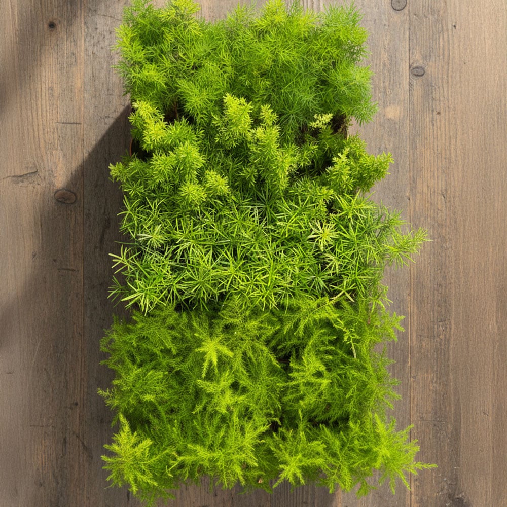 2-inch Asparagus Mix