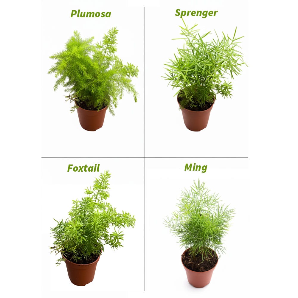 2-inch Asparagus Mix - Image 2