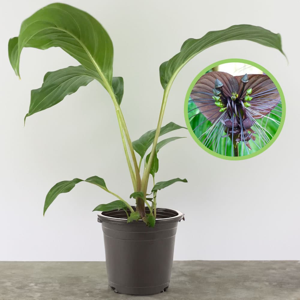 4-inch Tacca Chantrieri