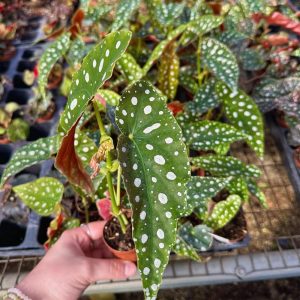2-inch Begonia Maculata