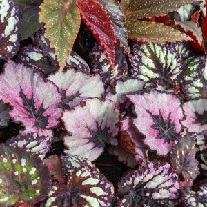 2-inch Rex Begonia Mix Non-Patented