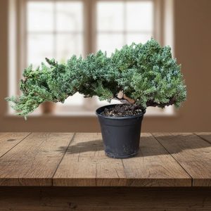 4-inch Bonsai Procumbens Nana Jumbo