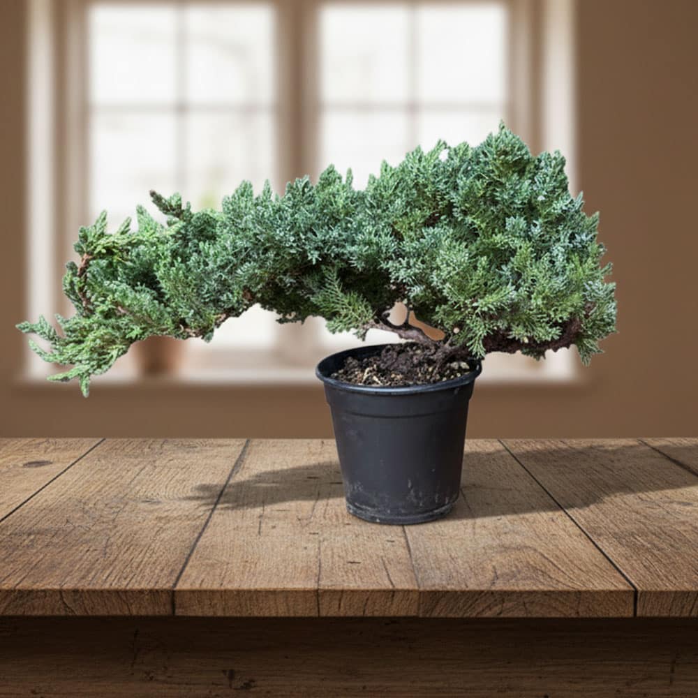 4-inch Bonsai Procumbens Nana Jumbo
