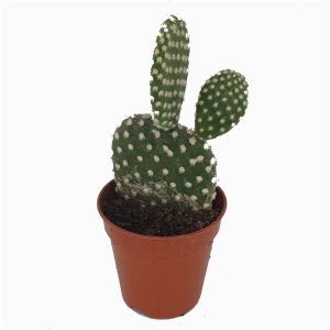 2-inch Opuntia Albispina